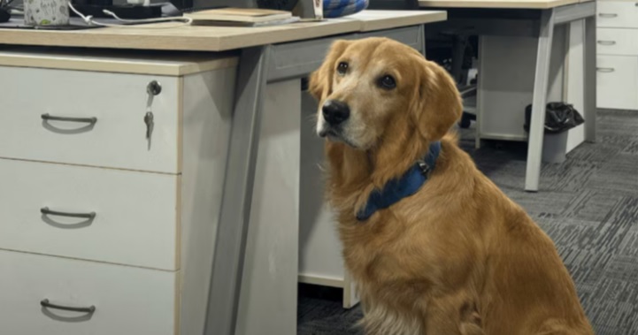 ¡El nuevo jefe es peludo y mueve la cola! Empresa en India nombra a un perro como su «Director de Felicidad»