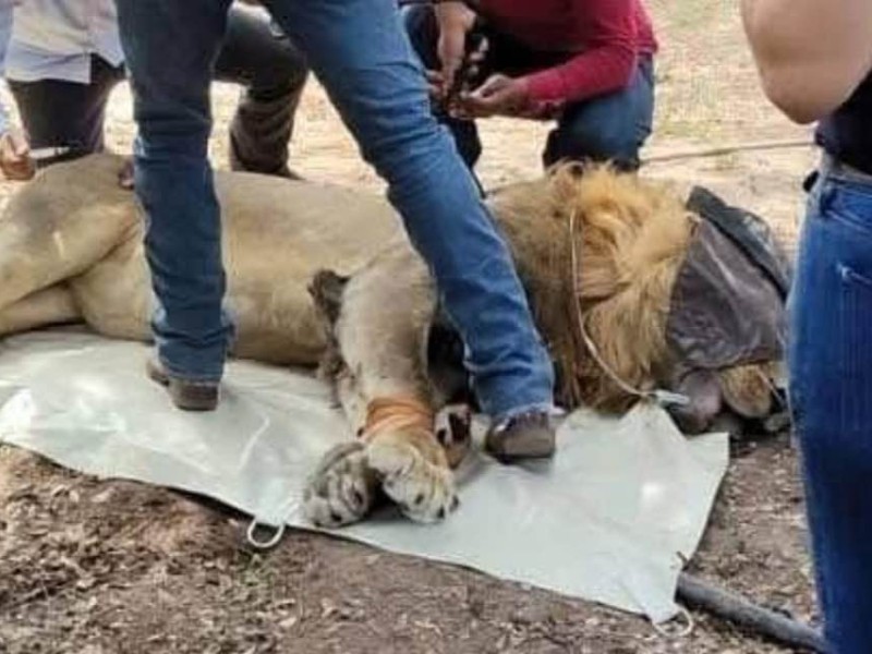 Rescatan a dos leones, en Tuxpan