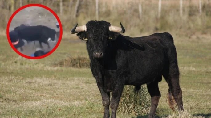 Vídeo: Estampida de un toro en festival de Andamarca deja múltiples heridos