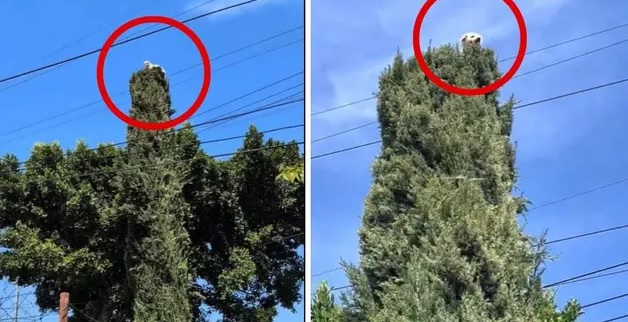 VIDEO: Perrito aparece en la cima de un árbol y nadie puede explicar cómo llegó