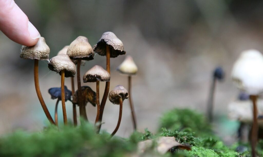 Nueva Zelanda aprueba el uso de ‘hongos mágicos’ para tratar la depresión