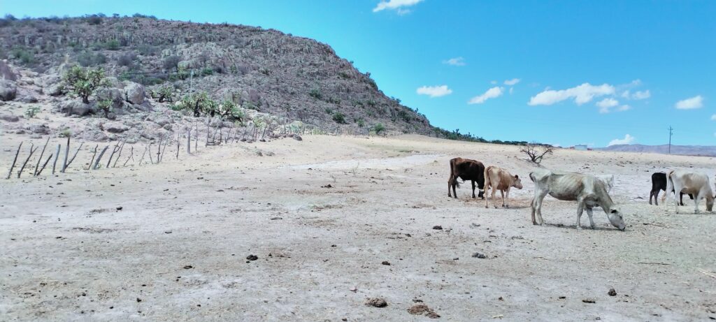 Sequía afecta al 72% de municipios en Durango, alerta Conagua