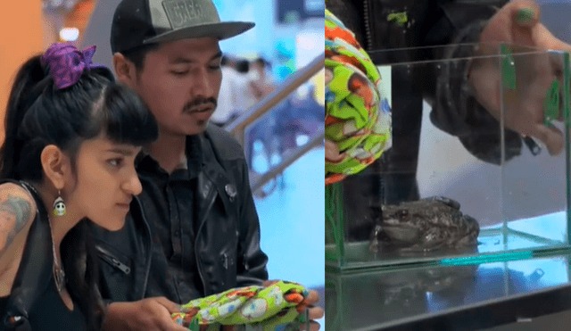 Pareja peruana intenta abordar vuelo con un sapo como mascota