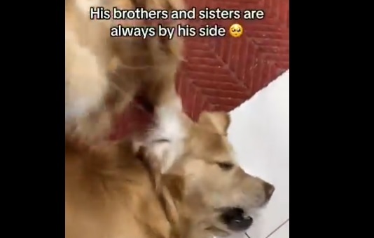 VIDEO: Perrito sufre ataque epiléptico y sus hermanos peludos lo protegen con amor