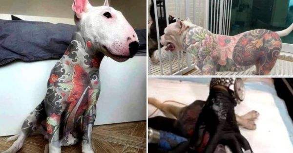 ¡No más “moda” en la piel de las mascotas! Brasil castiga con cárcel los tatuajes y piercings en perros y gatos