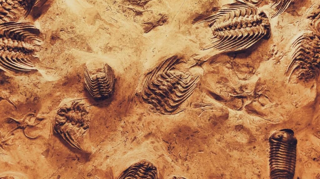 ¡Sorpresa en el desierto triásico! Hallan en Argentina las mariposas más antiguas del planeta… en un excremento fosilizado