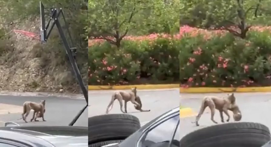 VIDEO: Puma es captado cazando a un gato doméstico en plena calle
