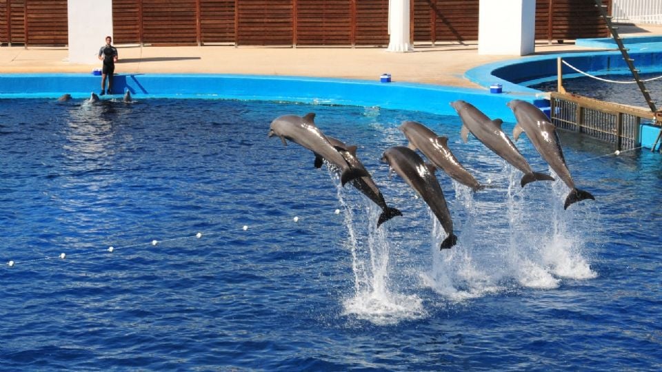 Diputados aprueban prohibición de espectáculos con mamíferos marinos