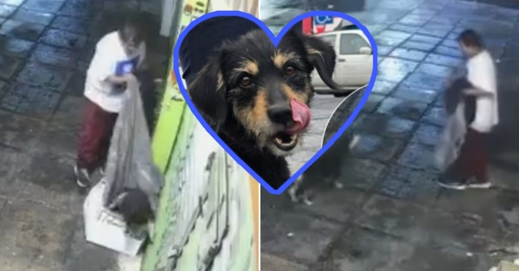 “Blacky” ya tiene hogar: el perrito al que le robaron su cobija encuentra una familia