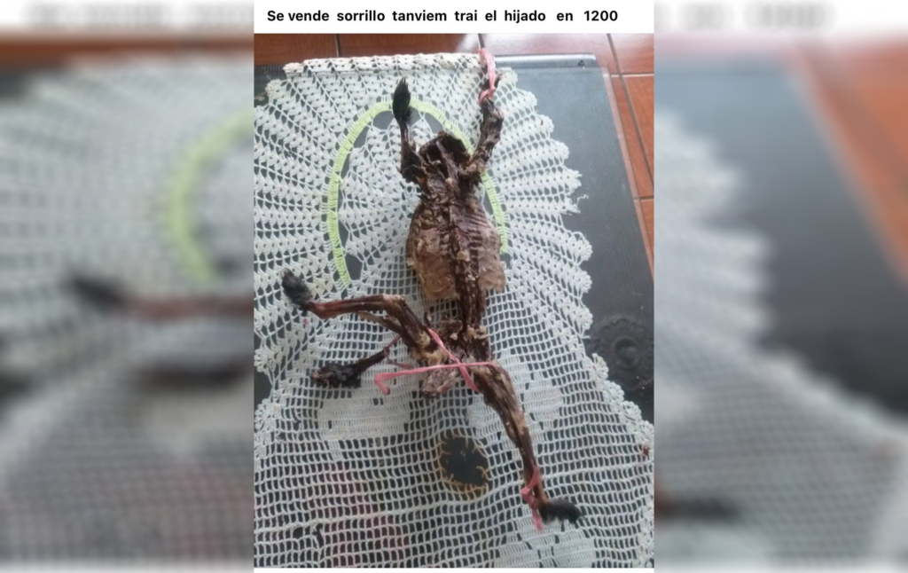 En redes “cosas extrañas” como la venta de animalitos