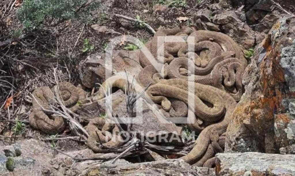Nido de Víboras en la Sierra Tarahumara, huyen del fuego! 