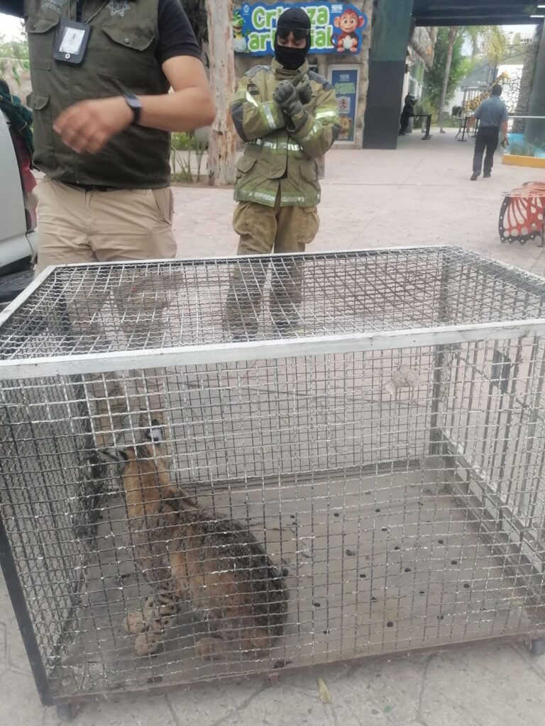 Capturan a un gato montés dentro de una casa