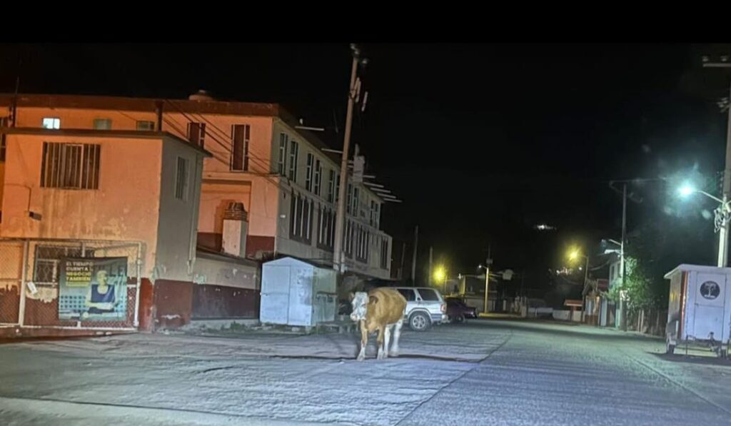 Exigen retirar ganado callejero por riesgo de accidentes
