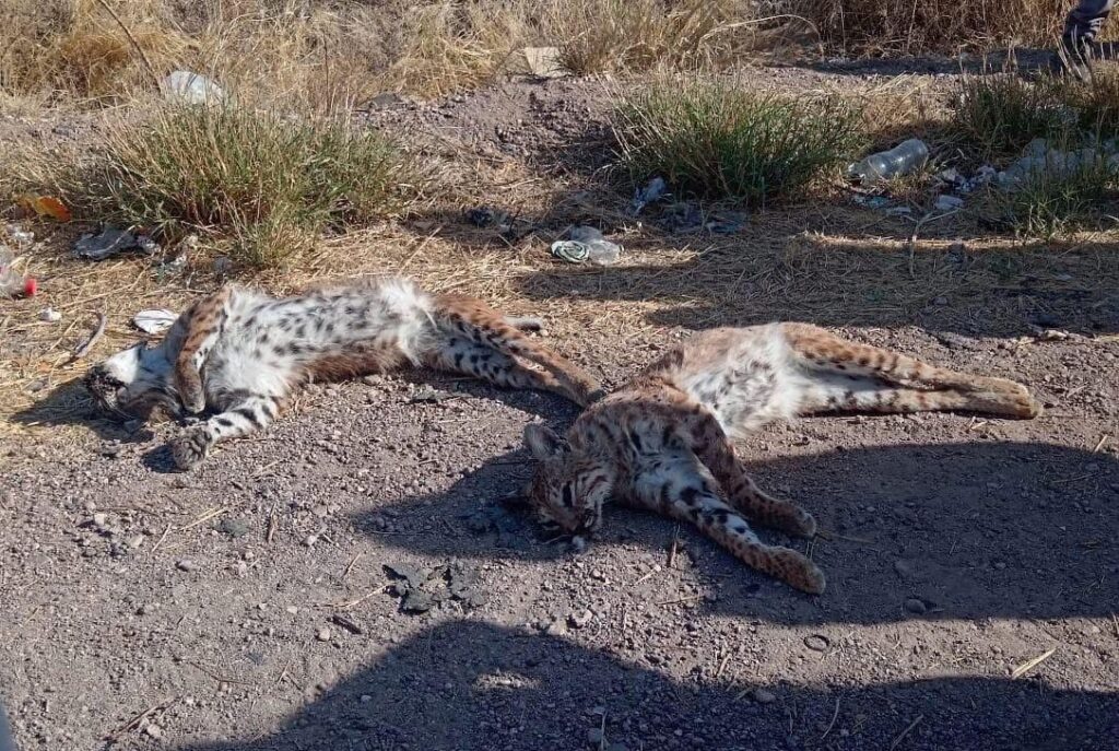 Investigan la muerte de felinos en Delicias