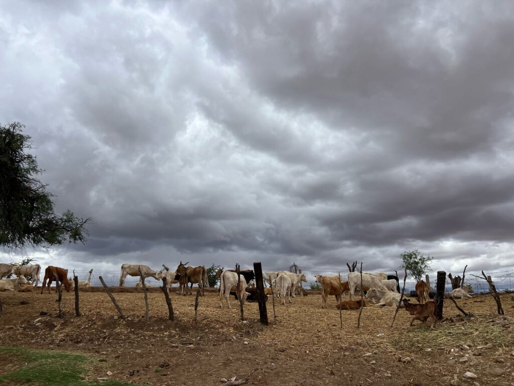 Esperanza en el campo: lluvias pronosticadas podrían marcar el inicio del ciclo agrícola y ganadero en la región