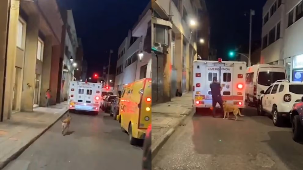 VIDEO: Perro persiguió la ambulancia en la que trasladaban a su amo