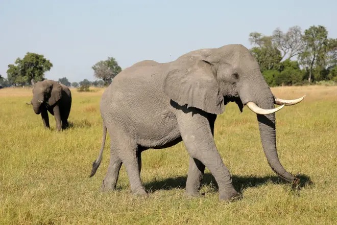 Zimbabue sacrificará elefantes para controlar población, su carne servirá de alimento
