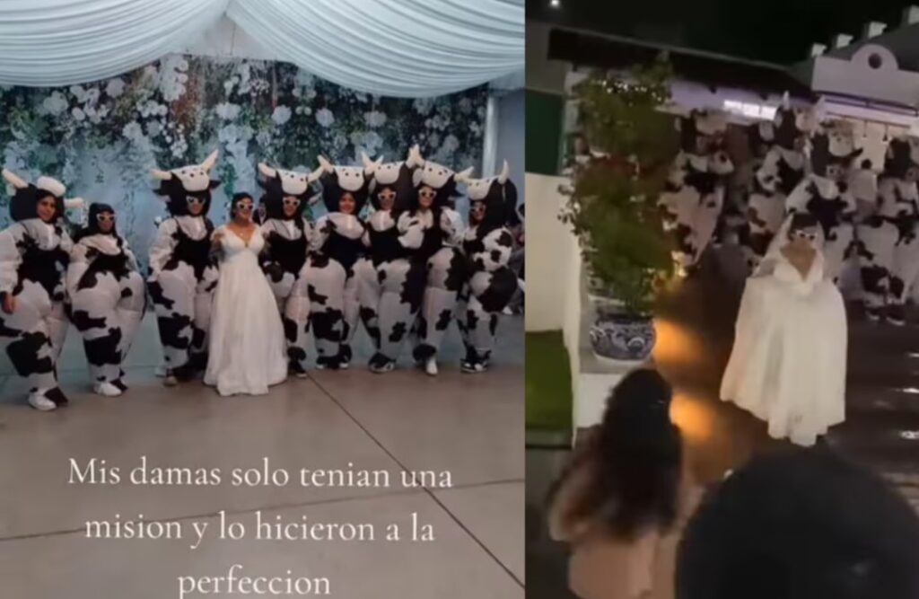 Damas de honor sorprenden con atuendos de vacas en boda