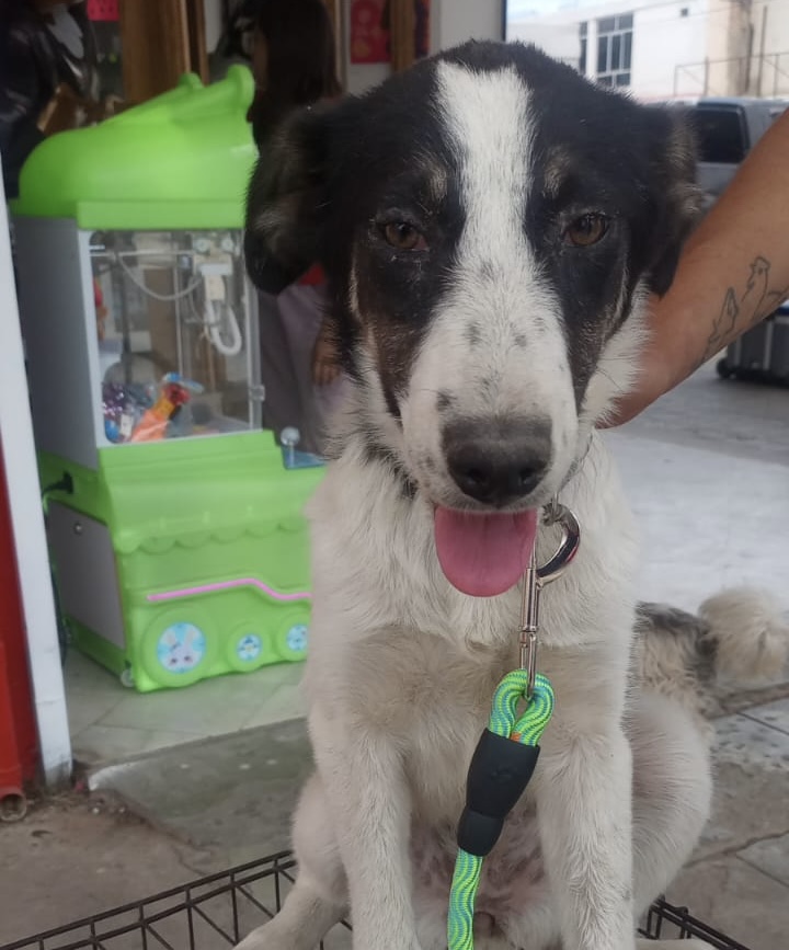Invitan a la ciudadanía a adoptar mascotas en situación de abandono