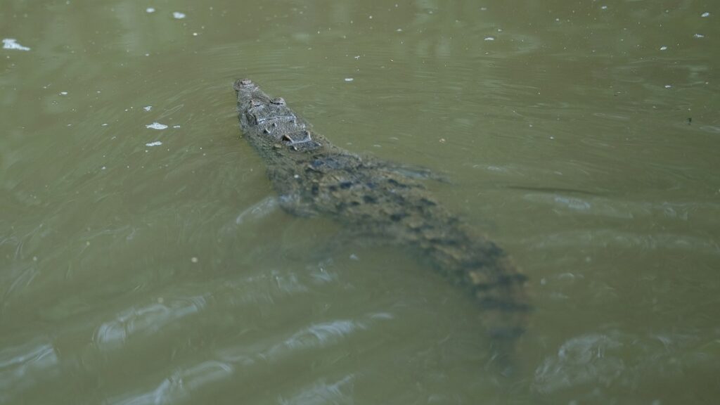 Buscan frenar ataques y desinformación sobre cocodrilos en Puerto Vallarta