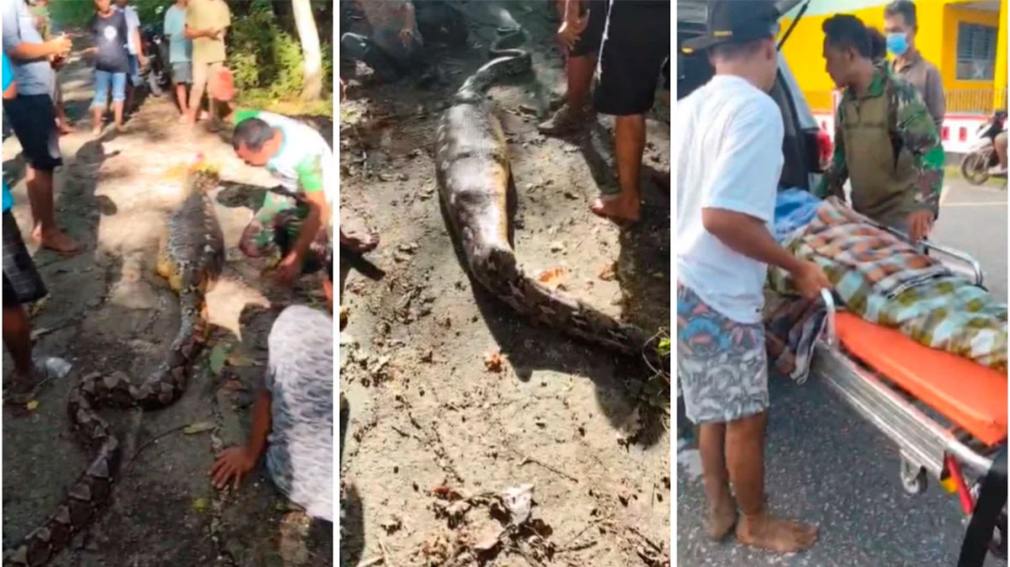 VIDEO: Granjero es devorado por una pitón de más de 8 metros