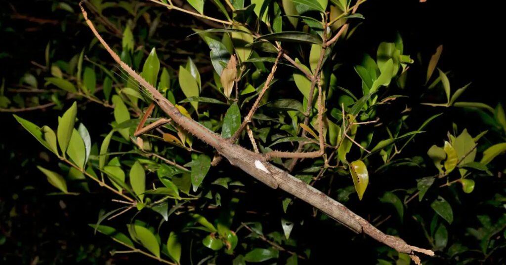 VIDEO: ¡No es una rama, es un insecto gigante! Descubren una especie que pesa como un huevo