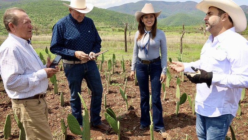 Impulsa SADER Jalisco programa de nopal forrajero en la región Norte