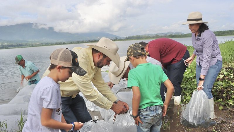 Liberan 300 mil crías de tilapia en Etzatlán y San Juanito de Escobedo