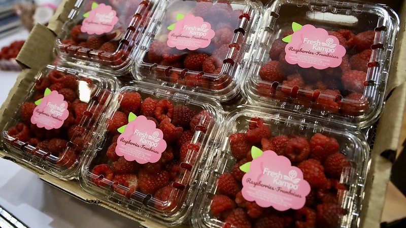 Lanzan convocatoria para créditos a pequeños productores de berries en Jalisco
