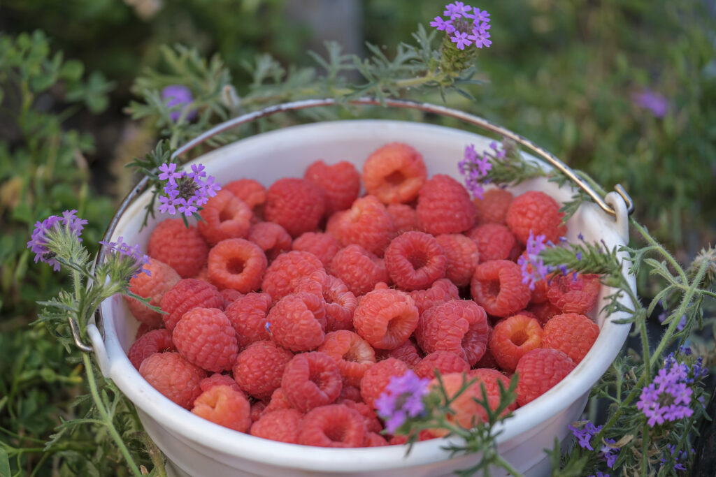 Impulsan financiamiento para pequeños y medianos productores de berries