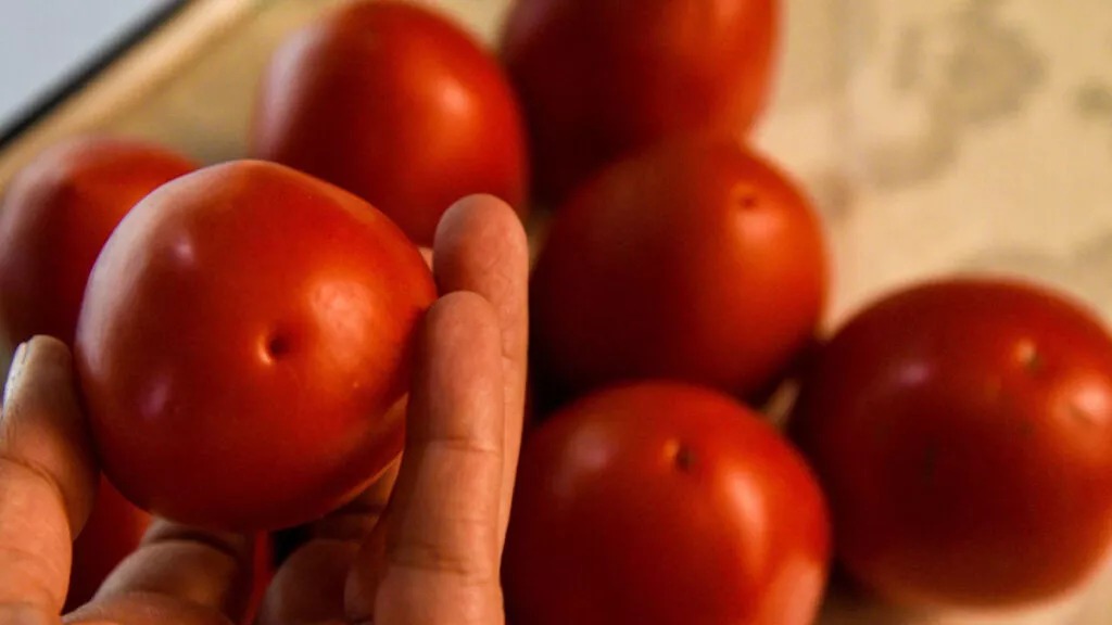 Arancel al tomate mexicano pone en riesgo 47 mil empleos en EU