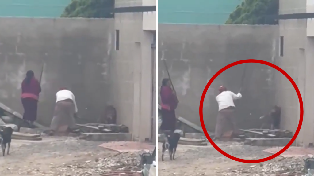 VIDEO: Pareja de adultos mayores tortura a un perrito a palazos