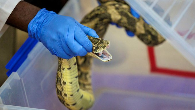 Arrestan a pasajero que llevaba 16 serpientes vivas en su maleta en vuelo