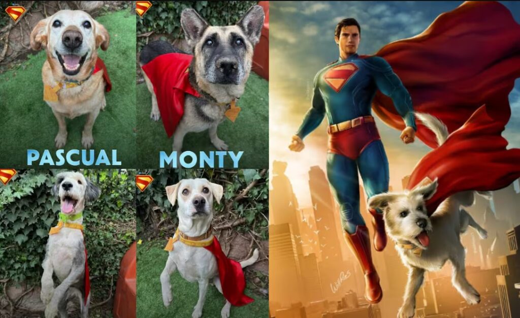 Warner Bros. y Adopta MX lanzan campaña para encontrar hogares a mascotas