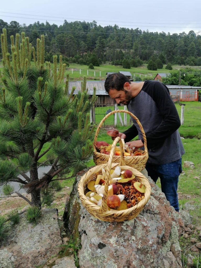 El hongo, riqueza natural y cultural de Durango