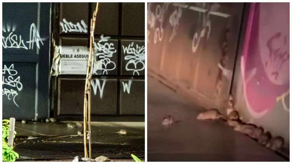 VIDEO: Plaga de ratas invade calles, escuelas y hogares