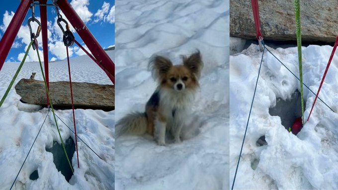 Chihuahua salva a su dueño tras trágica caída en un glaciar suizo