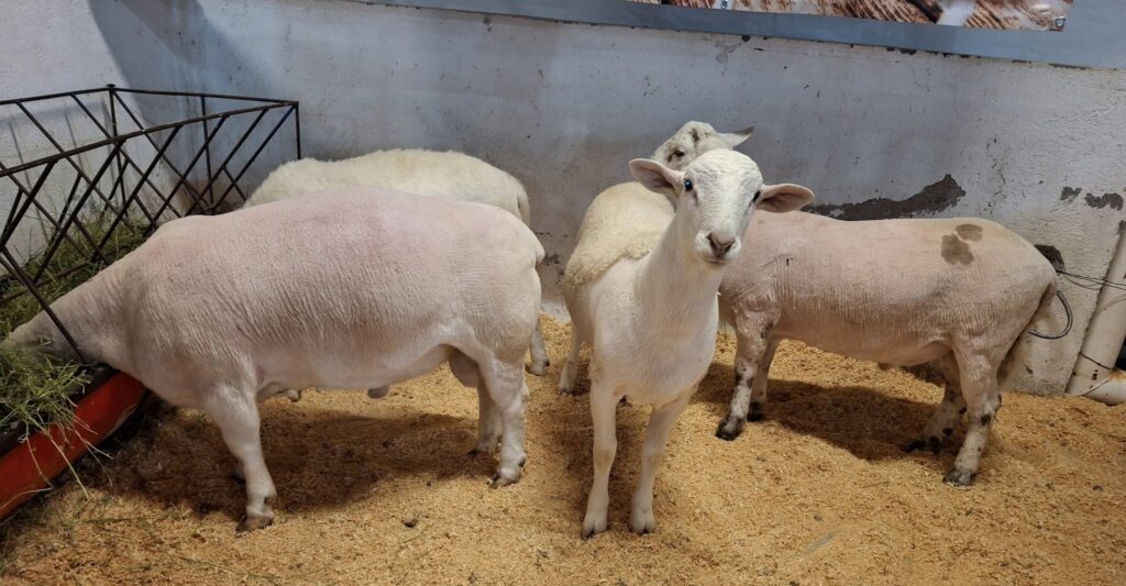 Piden más apoyo para la ovinocultura en Durango; productores ven alto potencial económico