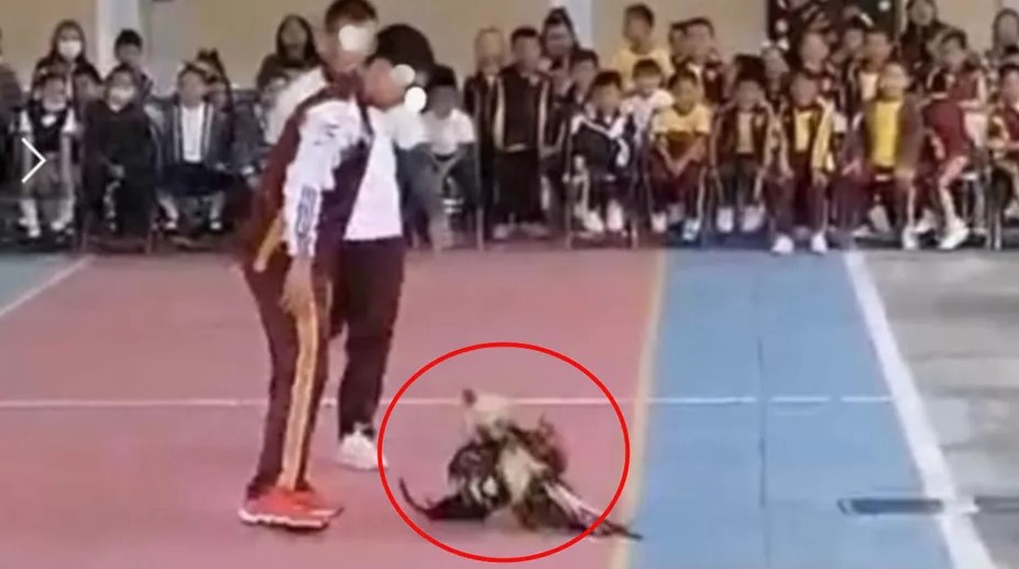 En centro escolar de Puebla organizan pelea de gallos por graduación