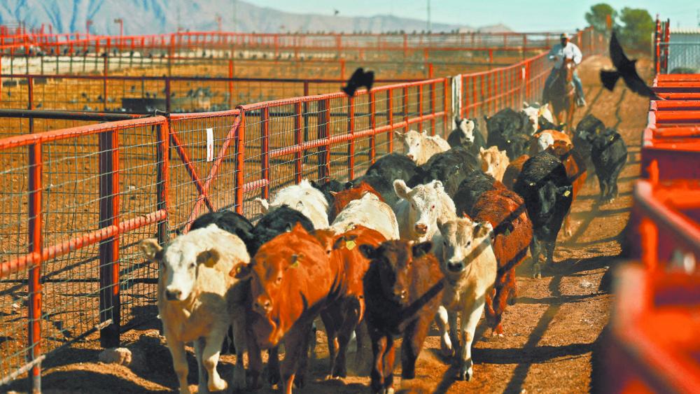 México busca acelerar reapertura de frontera con EU para exportación de ganado: Senasica