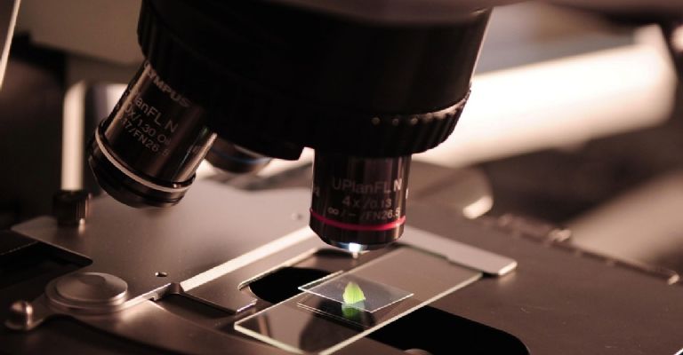 Corazones y pulmones creados en laboratorio ya forman sus propios vasos: un paso más cerca de los órganos artificiales