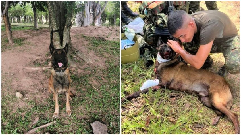Sansón, el héroe de cuatro patas: perdió una patita, pero salvó 36 vidas de una bomba