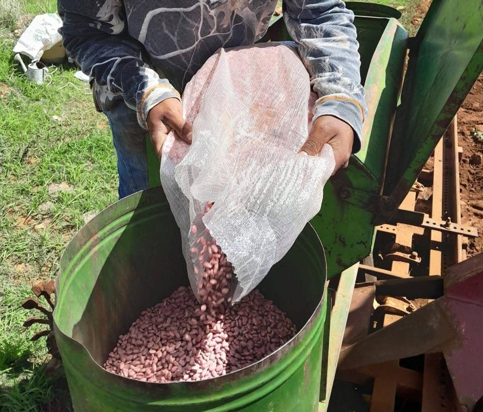 Durango quedó fuera del programa de semilla certificada de frijol: SADER
