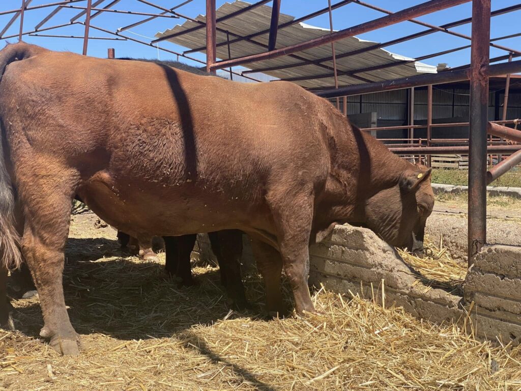 Ganado duranguense subirá de precio tras decisión de SuKarne: SAGDR