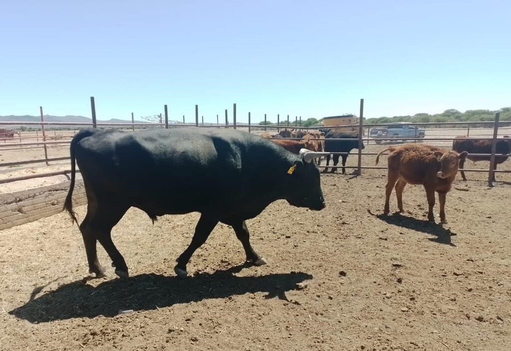 Claudia Sheinbaum menciona proyecto de carne en corte para Durango