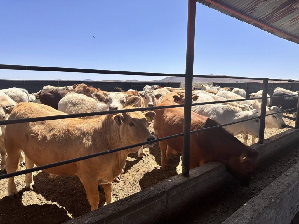 Reapertura de exportación ganadera impulsa precio del ganado duranguense: SADER