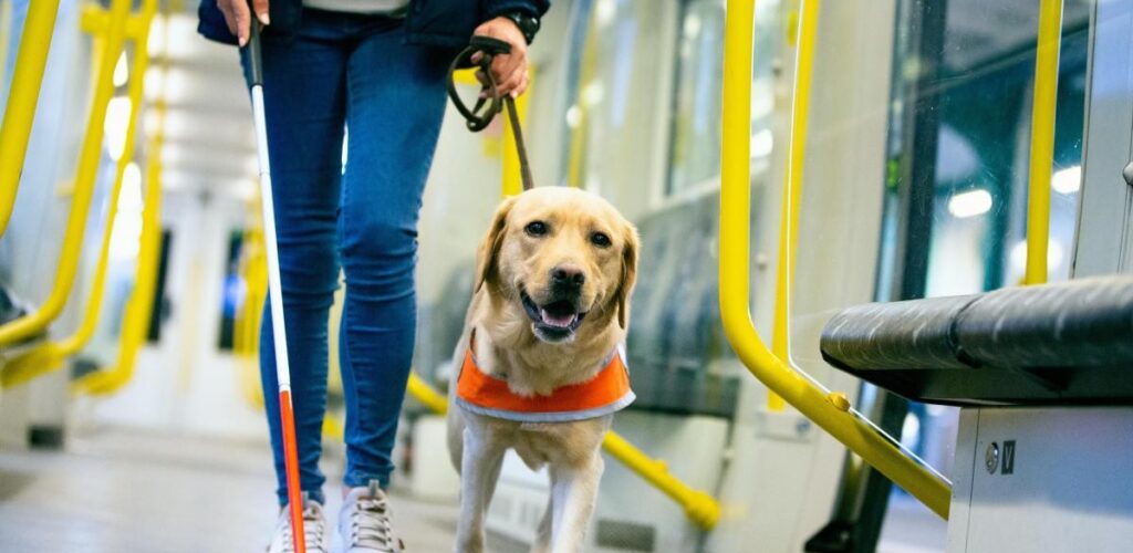 Diputados aprueban ingreso de animales de apoyo a espacios públicos y privados: «No más discriminación»