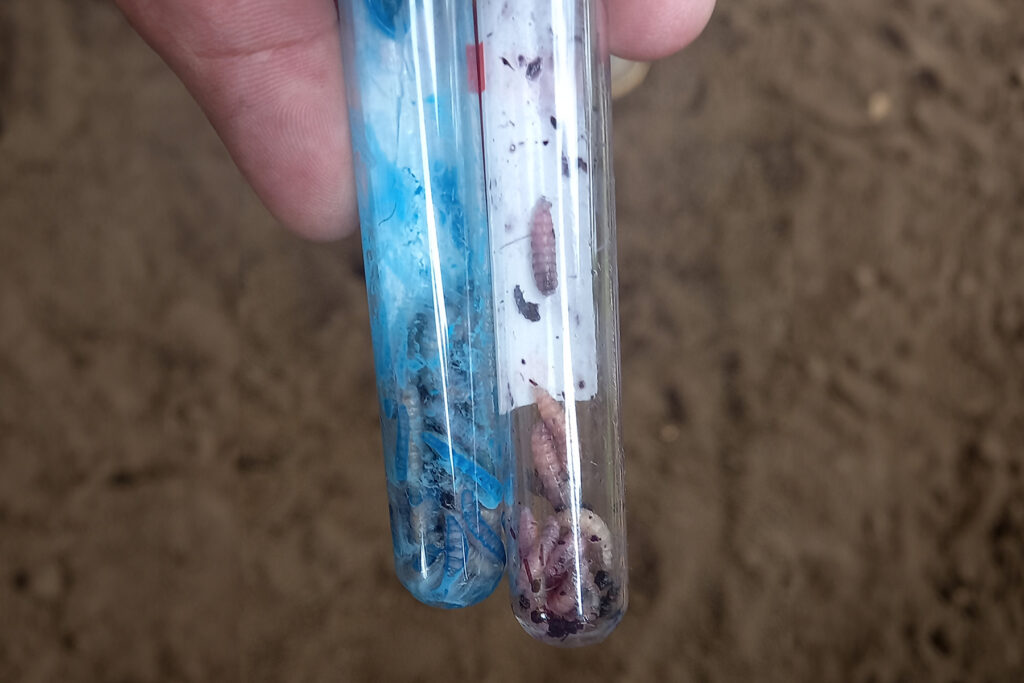 SADER descarta presencia de gusano barrenador en Puerto Vallarta; Jalisco se mantiene libre de la plaga