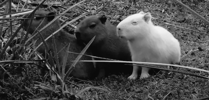 Matan al capibara albino frente a reserva natural