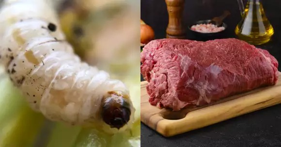 ¿Qué pasa si comes carne de un animal infectado por gusano barrenador?